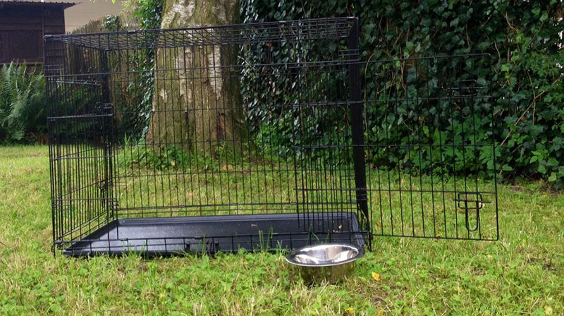 Der bizarre Garten Der bizarre Garten